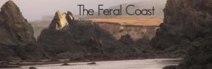 The Feral Coast Notes From An Artist On The Edge